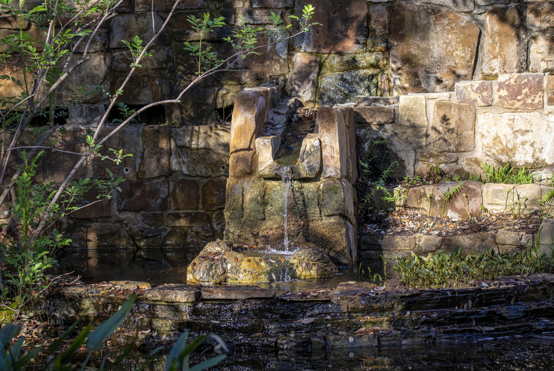 /gallery/north_america/USA/Texas/austin/Ladybird Johnson Wildflower Center 2024-002_med.jpg